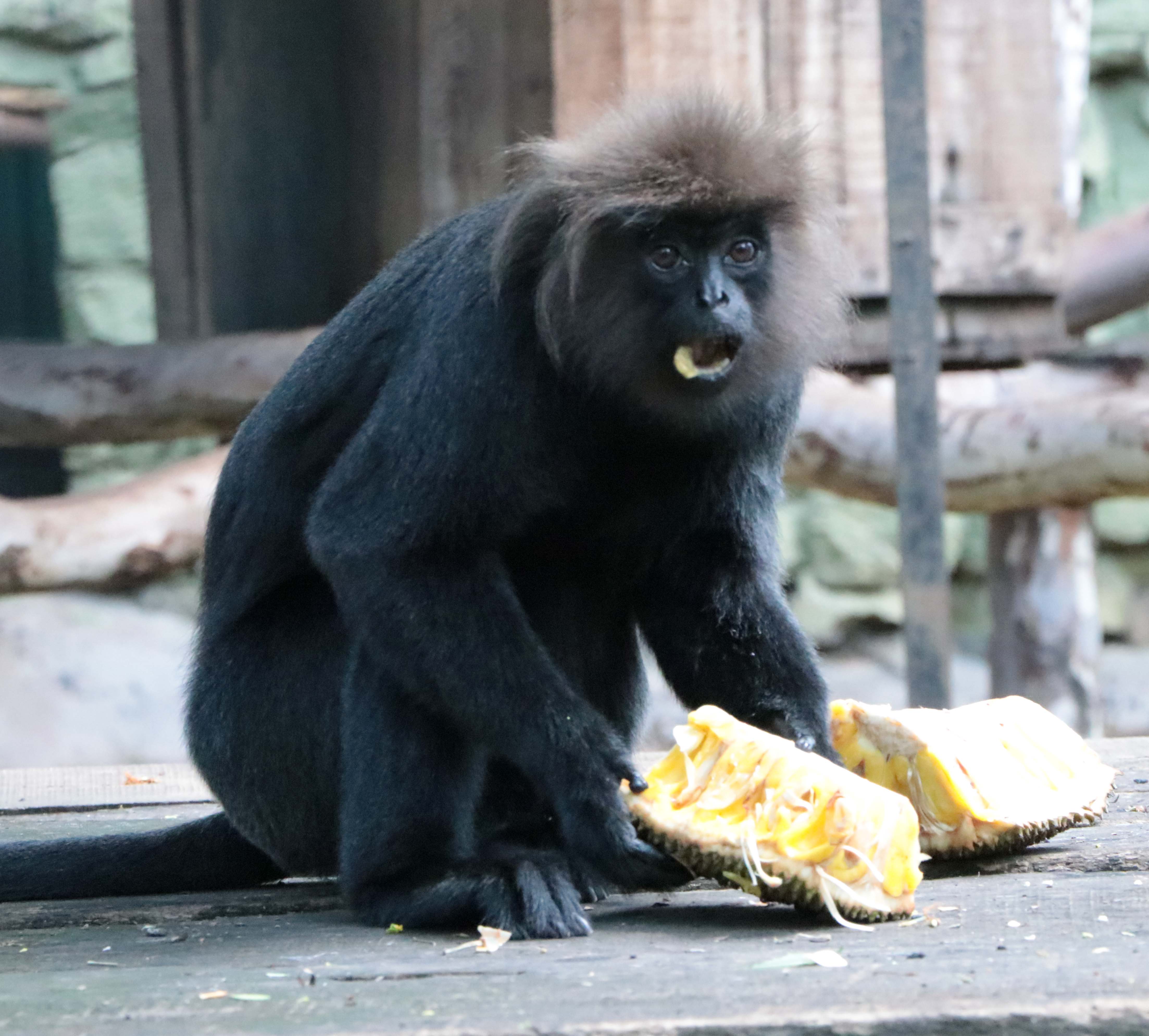 Nilgiri Langur